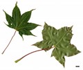 SpeciesSub: subsp. cappadocicum SpeciesSub: subsp. cappadocicum